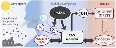 Influence of ambient and endogenous H2O2 on reactive oxygen species concentrations and OH radical production in the respiratory tract graphic image
