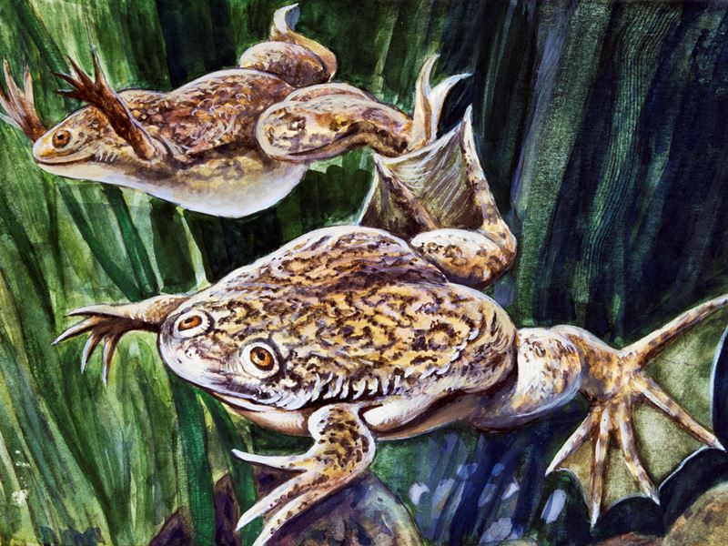 An illustration of two African clawed frogs