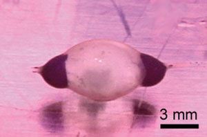 A hollow polymer sphere coated with heart muscle cells acts as a miniature pump that beats spontaneously