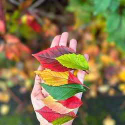 Leila's 'Autumn' shows various coloured leaves resting on a hand, with more colourful leaves below on the ground