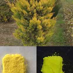 Shaista Lone's 'Twinning with the Autumn Season' shows a yellow-green shrub in one picture, above pictures of a yellow and a green compound