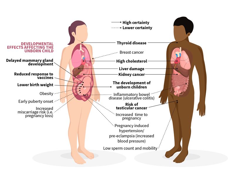 The diagram shows a biopsied white woman and a black man with lines coming off their torsos linking to labels that detail the various health hazards associated with prolonged exposure to elevated levels of PFAS. The ailments affecting women with a high degree of certainty are thyroid disease, high cholesterol, liver damage and kidney cancer; the conditions affecting women with lower certainty are inflammatory bowel disease, increased time to pregnancy and pregnancy-induced hypertension/pre-eclampsia. The female body also has lines coming off that relate to a range of impact on the development of unborn children (namely, delayed mammary gland development, reduced response to vaccines, and lower birth weight, which are all considered high certainty; and obesity, early puberty onset and increased miscarriage risk, which are all consider lower certainty). The conditions coming off the male are also split into high and lower certainty risk categories. High-certainty ailments affecting men are thyroid disease, high cholesterol, liver damage, kidney cancer, and an elevated risk of testicular cancer; lower-certainty issues are inflammatory bowel disease and low sperm count and mobility.
