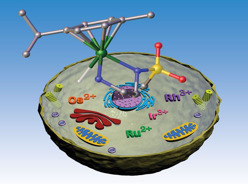 In-cell Organometallic Redox Catalysis profile image