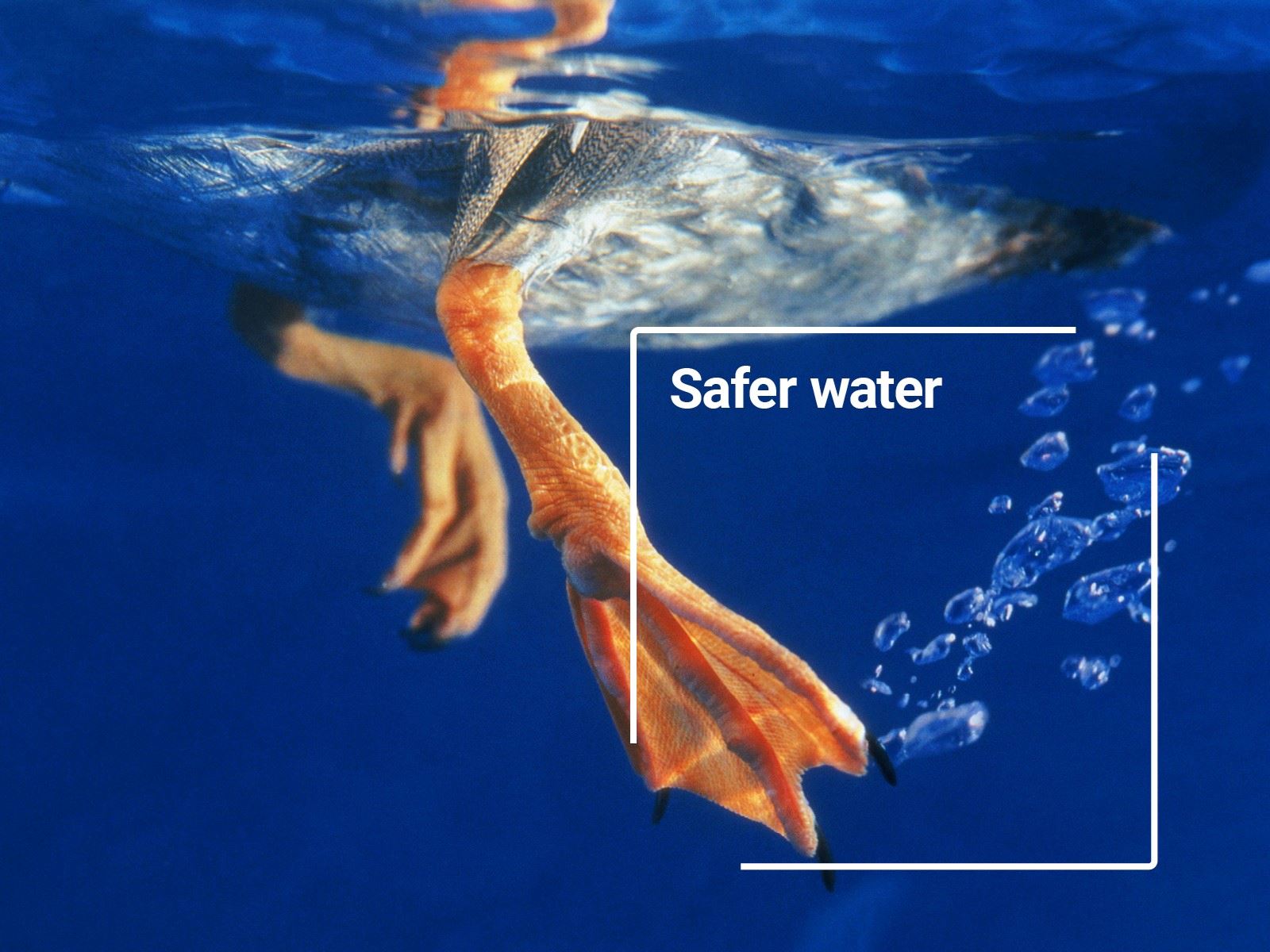 Duck leg underwater alongside text reading safer water