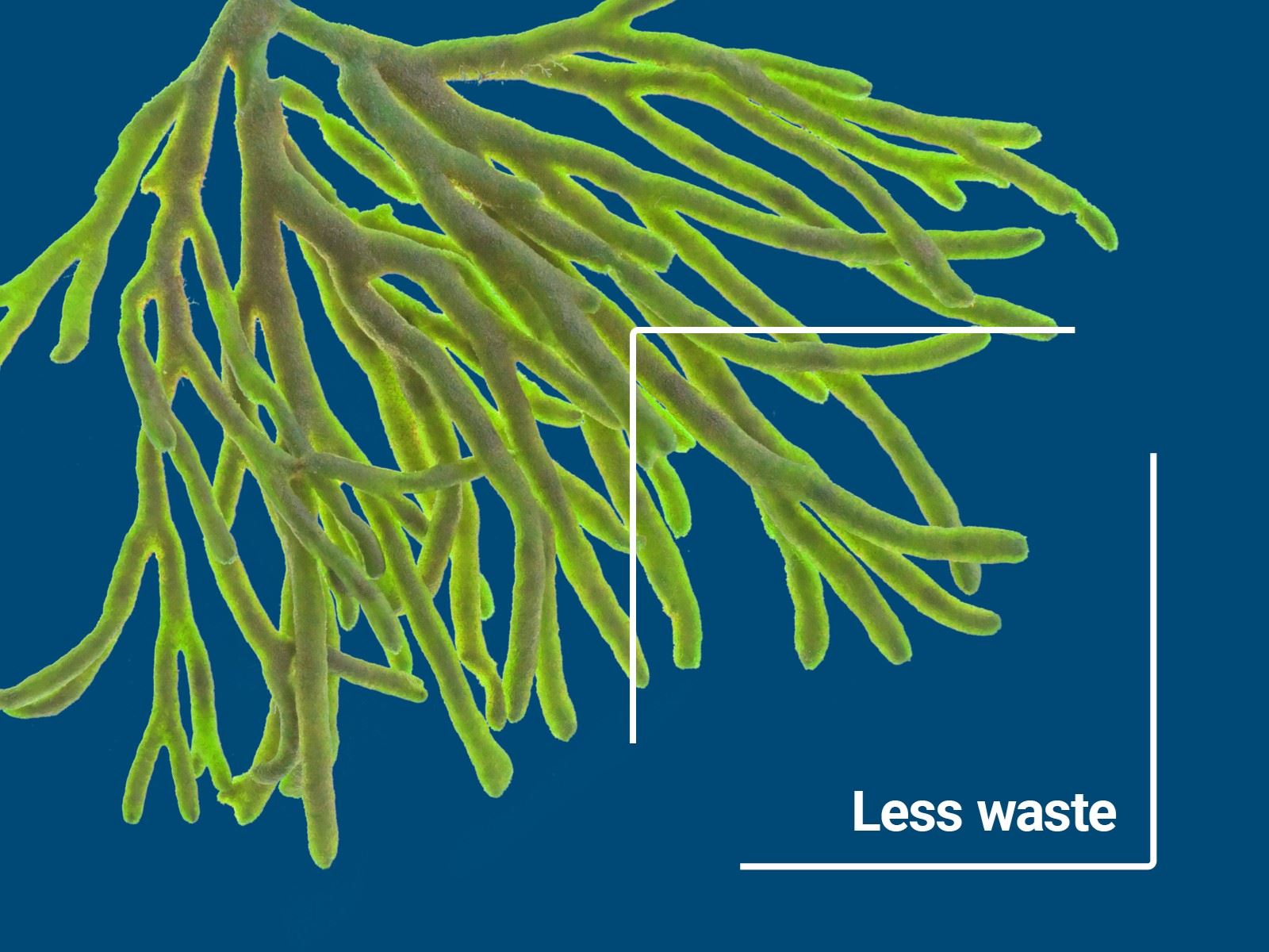 Seaweed alongside text reading less waste